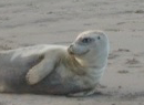 zeehond bij de strandhuisjes